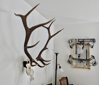 Elk Mount European Skull Hanger Raging Bull