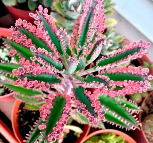RARE KALANCHOE ''PINK BUTTERFLIES' WITH PINK PLATLETS ON THE EDGES - 3" PLANT