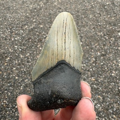 Großer Megalodon Haizahn Fossil 86 mm Original Carolina USA Display Präparat