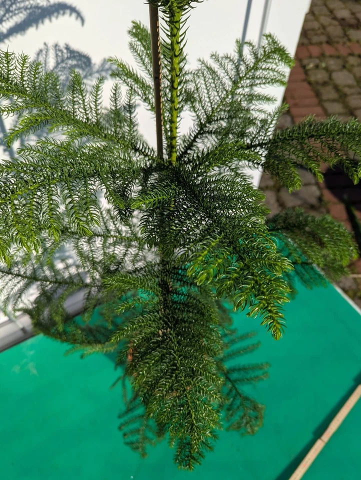 Araucaria heterophylla 140–170cm Zimmertanne pflegeleichte immergrüne Pflanze - Bild 3 von 4