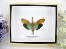 Red Nose Clown Lanternfly - 3D Showcase - Real Insect - Museum Quality