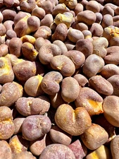 Fony Baobab Seeds (Adansonia Rubrostipa)