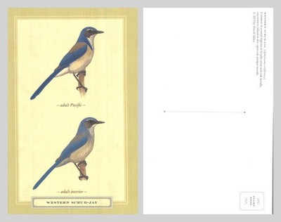 Postkarte - Western Scrub-Jay Vogel Illustration von David Sibley UNBESPIELT