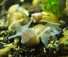 25 live aquarium freshwater pond snails cleaner algae feeders detritus