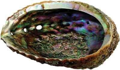 Conchiglia mare verde abalone un lato lucido spiaggia artigianale 5"-7" NUOVO - Foto 1 di 1