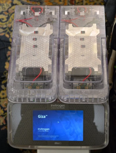 iBlot 3 Giza Invitrogen Western Blot Protein Transfer System Thermo Fisher