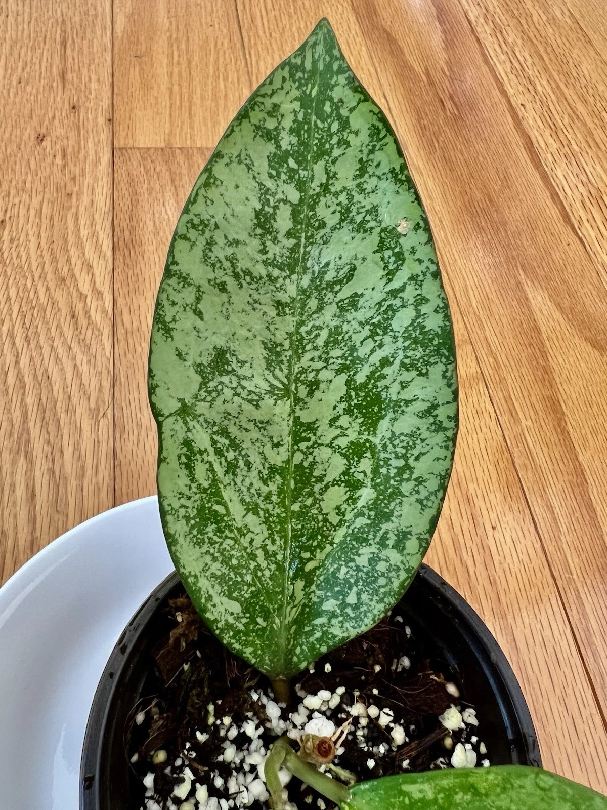 Rare Variegated Hoya Icensis Silver Splash Starter 4inch Pot Beautiful