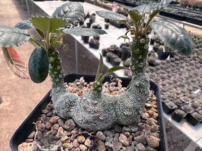 Dorstenia foetida RARE Caudex Euphorbia haworthia commiphora