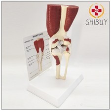 Human Anatomy Skeleton Life Size Knee Joint Anatomical Model with Muscles Model