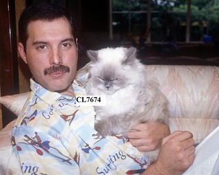 Freddie Mercury of the Rock Band Queen Poses with His Cat Tiffany at Home Photo