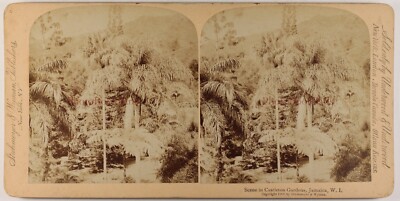 Jamaika Karibik Castleton Garten Stereo Vintage Foto Albumin 1900
