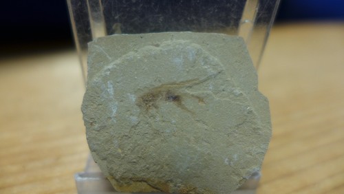 GEOLOGICAL ENTERPRISES Eozän Fossil Insekt Pronemobius smithii Colorado Cricket - Bild 2 von 5