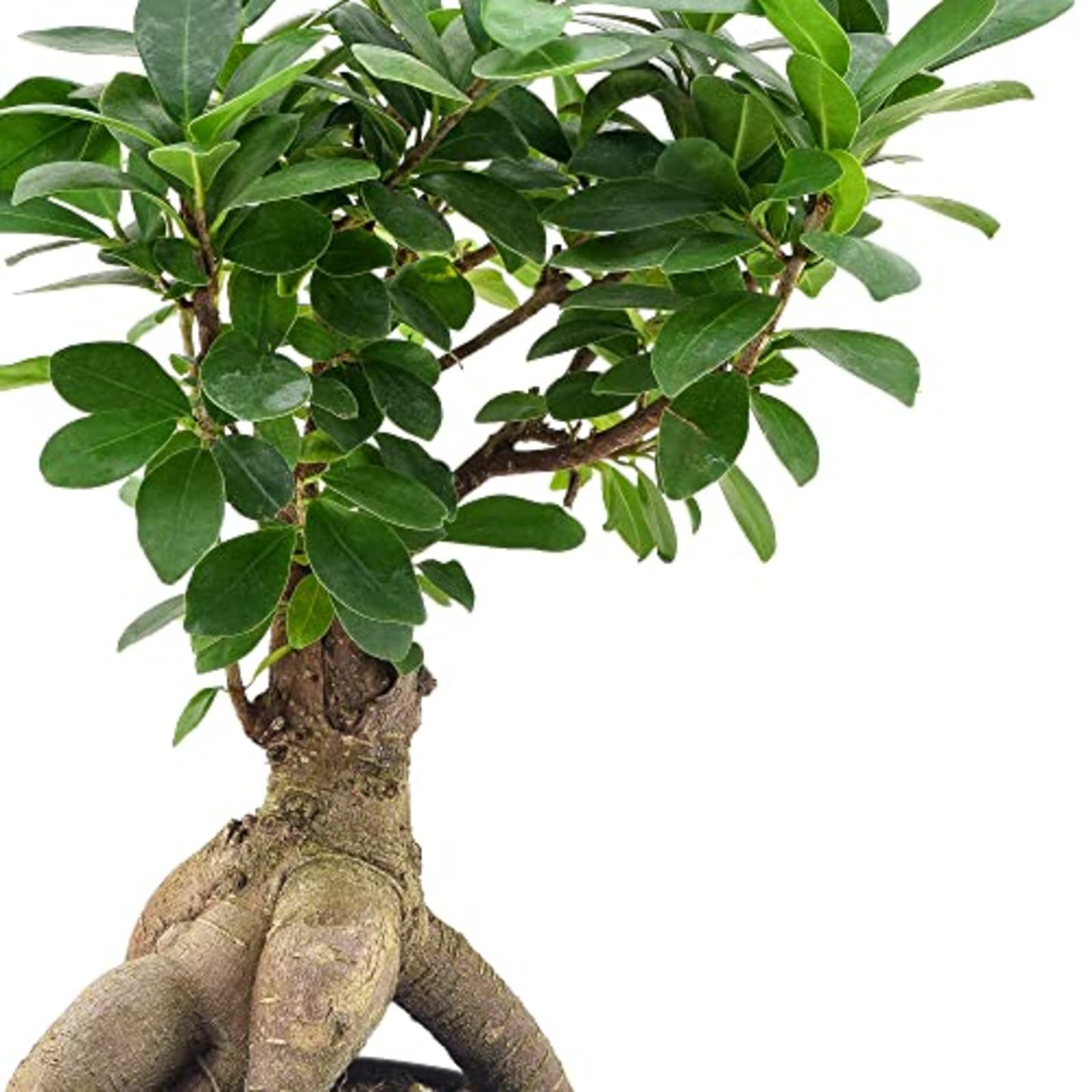 Arcadia Garden Products Ginseng Ficus Live Indoor Bonsai Plant 6 ...