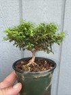 Kingsville Boxwood Pre Bonsai - Tree #4