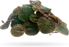 30 Leaves Red Root Floaters Live Floating Plants Aquarium Phyllanthus Fluitans