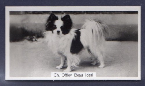 PAPILLON, Offley Beau Ideal - Original 1930's Photographic Cigarette Card