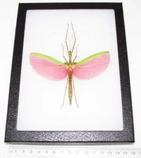 Marmessoidea rosea FEMALE pink green walking stick bug Malaysia FRAMED