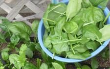 200+ Spinach Seeds Viroflay Spinach (Spinacia oleracea) Persia Vegetable USA