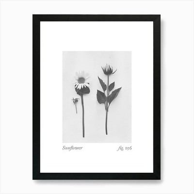 Sonnenblume Botanische Collage 3 Kunst P Gerahmtes Wandbild Poster Leinwanddruck Bild