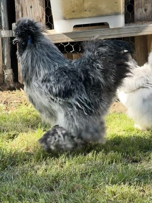 Hen's Choice Pure Bred Silkie Hatching NPIP Clean From Our Exhibition Stock