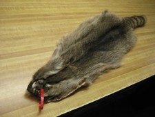 Tanned Raccoon Hide Fur Furs Hats 0006606 Row A-18