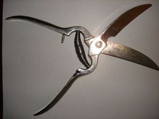 Mars grooming scissors/sheers.
