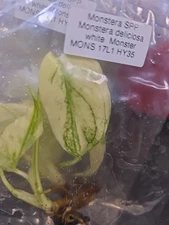 Monstera White Monster Tissue Culture Plant Tc Free Shipping