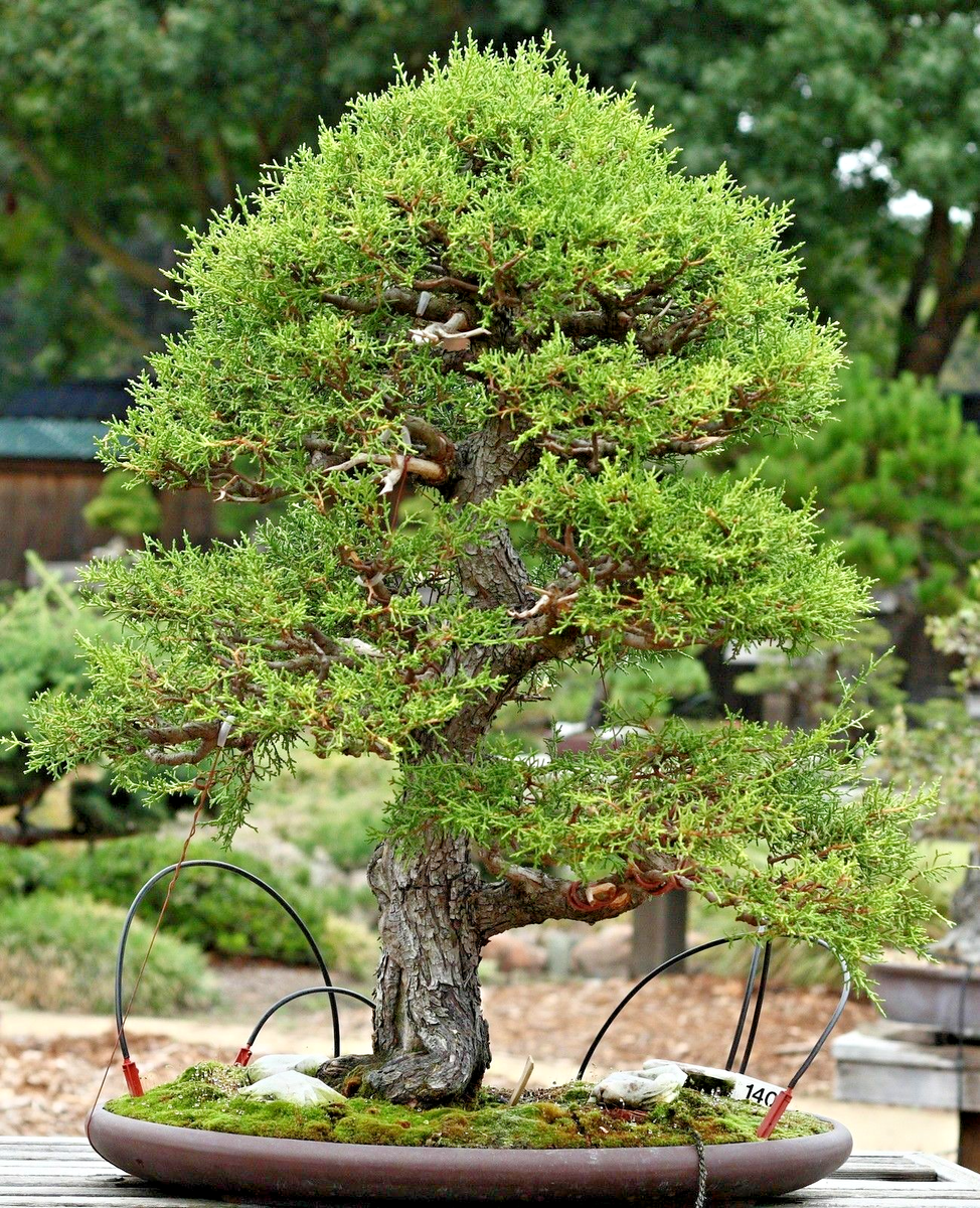 SAMEN i! Zimmer - ZYPRESSE !i Bonsai Zimmerpflanze immergrn Fensterbank  Zier