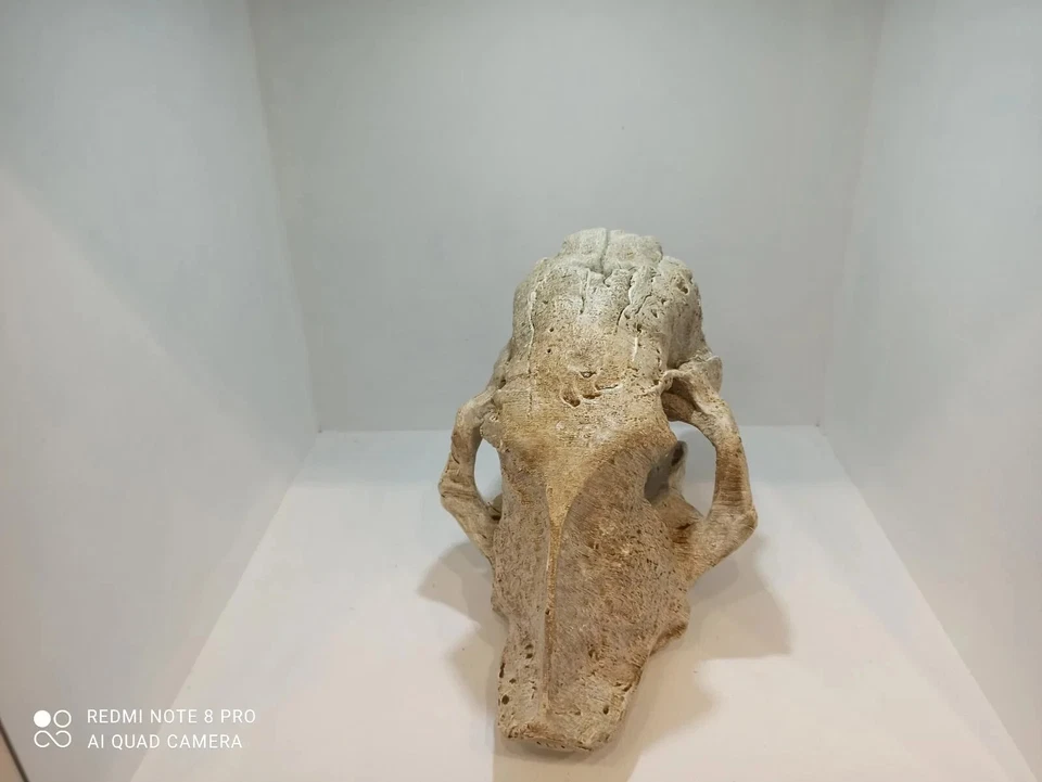 Smilodon fatalis, skull replika life size 1:1 - Image 4 of 4