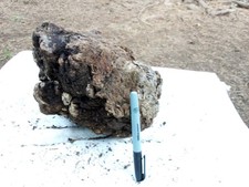  137 Manzanita Wood Burl Wood Projects Turn,