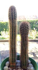 x2 Blue Torch Cactus Plant Pilosocereus Azureus. Mature 25+ yrs *SENT BARE ROOT*