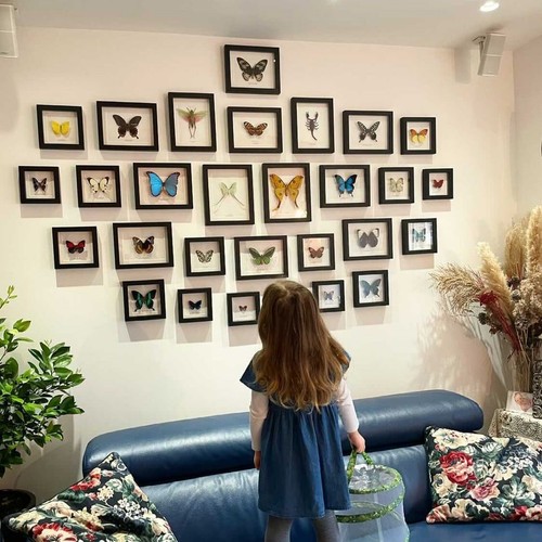 Cúpula de taxidermia del pavo real mariposa en vidrio (Papilio blumei) - Imagen 6 de 7