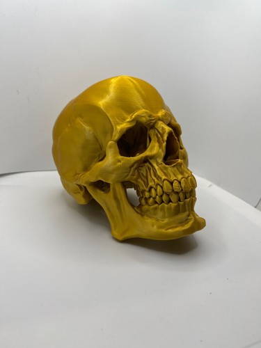 Large Skull Model - Picture 2 of 5