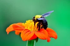 40 MEXICAN SUNFLOWER SEEDS | 2026 SALE FREE SHIPPING NON GMO HEIRLOOM