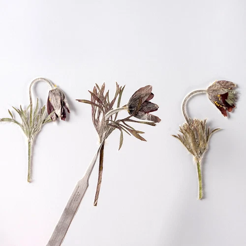 Dried Pressed Flowers Natural Epoxy Resin Candle Nail Art Scrapbooking Craft AU - Picture 193 of 210
