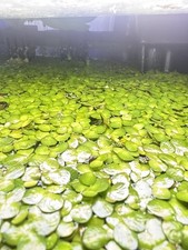 300 GIANT Duckweed Floating Live Aquarium Plants Freshwater FEEDING PORTAL