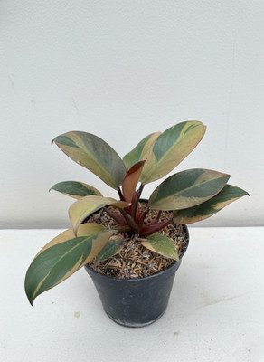 Philodendron Black Cardinal Double Heard Exotic Leaf Rare Unique