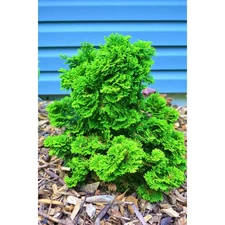 1 Gal. Dwarf Hinoki Cypress Shrub with Deep Green Coniferous Evergreen Foliage