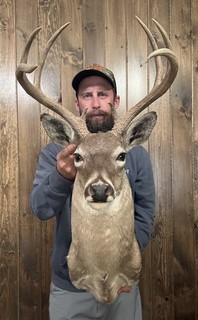 Beautiful Vintage Whitetail Shoulder Mount 8pt Antler Horn Deer Taxidermy Rack