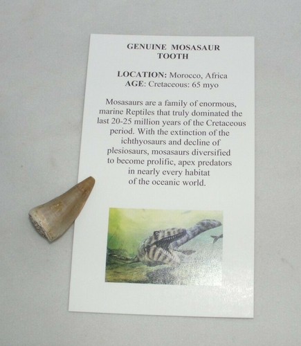 Fossil Gift Box Educational Lot Shark Tooth Dinosaur Mosasaur,Otodus Necklace #3 - Picture 5 of 11