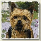 Tumbled Stone Single Dog Magnet-Yorkie by Highland Graphics