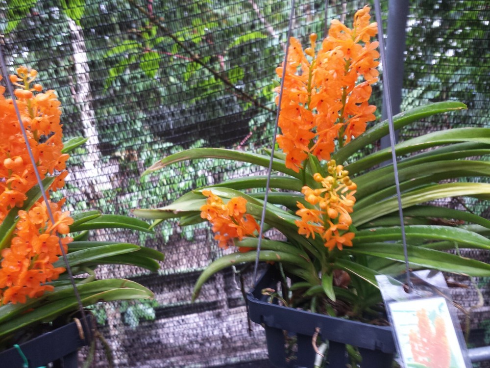 Orchid Vanda Ladda Gold Mad Happenings Special Tropical Hanging Plants Mounted