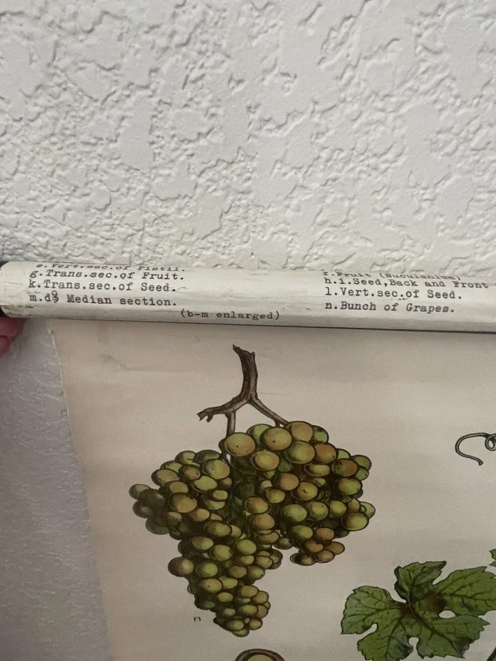 Tabla de la escuela botánica de vid de uva de la década de 1950 néctar alemán J. F. Schreiber Esslingen Foto 4 de 4