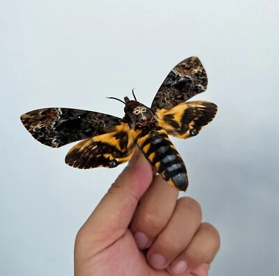 1 Real Death Head Moth Spread Mounted Skull Moth Taxadermy Oddity Collection - Image 1 of 3