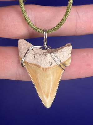#ad Real Megalodon Ancestor Fossil Shark Tooth Necklace Pick your Cord Color $35.00
