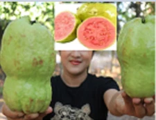 RARE GIANT GUAVA Fruit plant Tree 10 SEEDS - Combined Shipping ( USA seller )