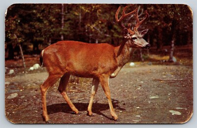 Ten Point Buck Animal Hunting Sporting Postcard, C8