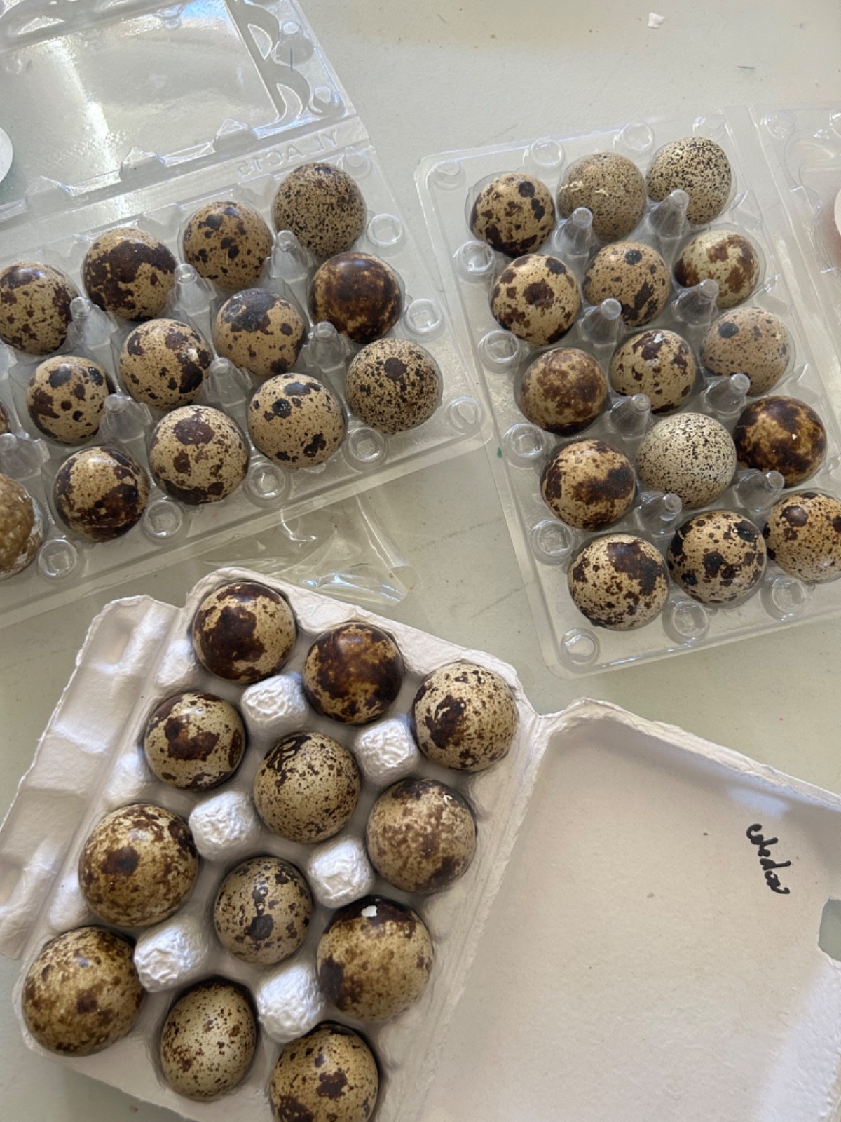 Pet Protein Snacks/Treats 3 Dozen Fresh Quail Eggs