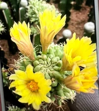 2PC Mammillaria longimamma f. monstruosa succulents cactus beautiful plant 4-5CM