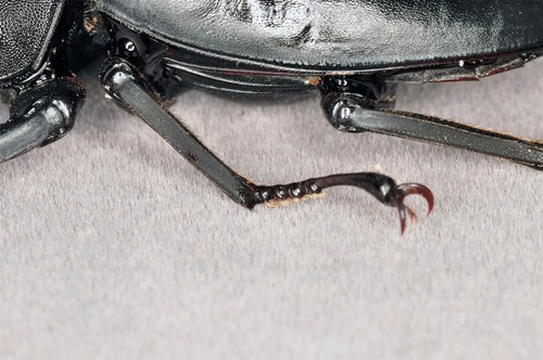 Dorcus Titanus Palawanicus Insect Model Dorcus Titanus Palawanicus Beetle Decor - Picture 7 of 9